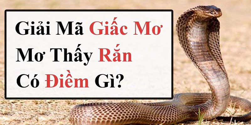 Mơ Thấy Rắn Là Điềm Gì? Nên đánh con số bao nhiêu?