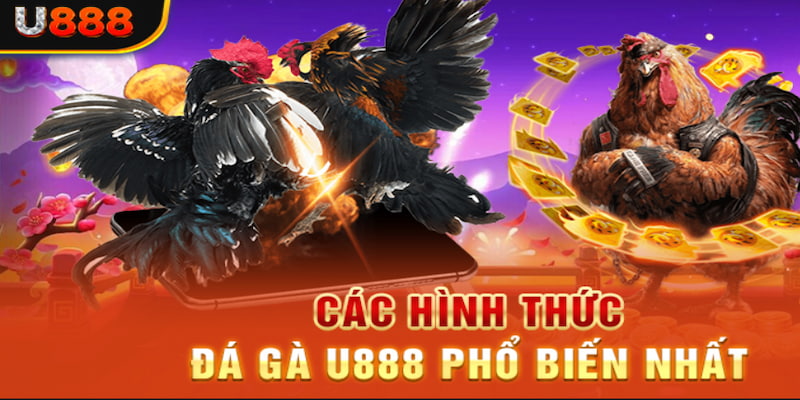 Thưởng Thức Trận Đấu Đá Gà Cựa Dao Cực Hay Trên U888